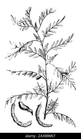 anil indigo, Indigofera suffruticosa,  (encyclopedia, 1893) Stock Photo