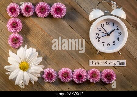 Daylight Saving Time concept with Pink Chrysanthemums and clock on wood background flat lay Stock Photo