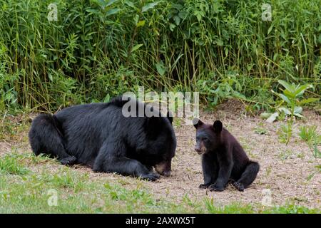 A female black bear with her cubs resting and feeding on the edge of a meadow on a summer day in Pennsylvania's Pocono Mountains. Stock Photo