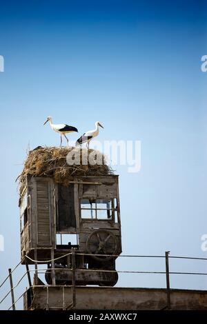 A pair of storks in a nest Stock Photo