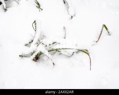 fresh green grass covered by snow on meadow close-up in winter Stock Photo