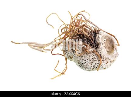 dried shell with algae cutout on white background Stock Photo