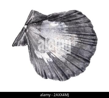 dried gray shell of escallop cutout on white background Stock Photo