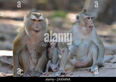 Monkeys in the Cambodian Nature Stock Photo