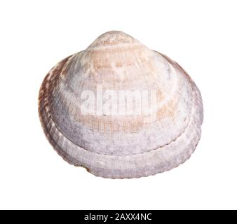 dried seashell of old clam cutout on white background Stock Photo