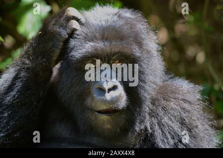 Wild Mountain Gorilla in the Virunga Mountains for Rwanda. Stock Photo