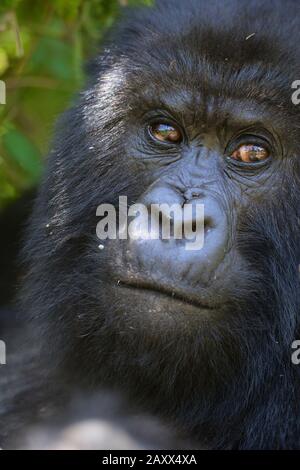 Wild Mountain Gorilla in the Virunga Mountains for Rwanda. Stock Photo