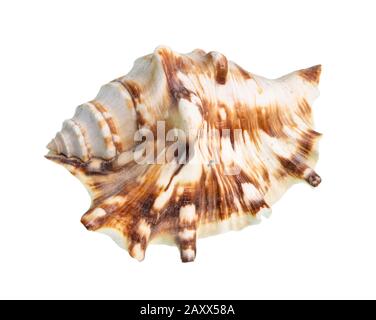 dried shell of muricidae snail cutout on white background Stock Photo