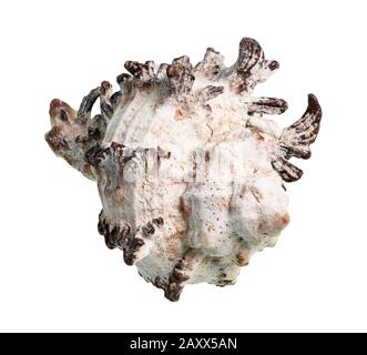 dried shell of white muricidae mollusk cutout on white background Stock Photo
