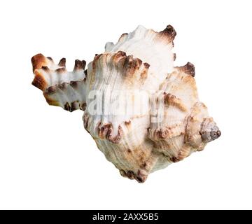 dried shell of rock snail cutout on white background Stock Photo