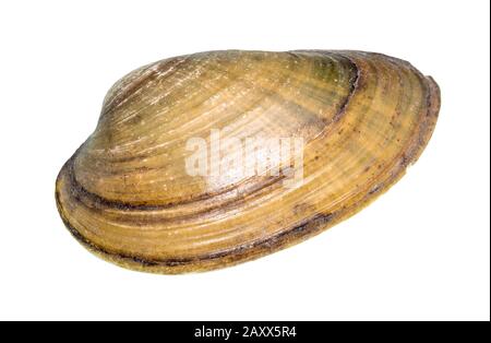 dried shell of quahog cutout on white background Stock Photo