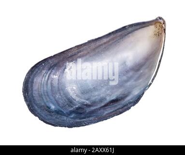 dried empty shell of mussel cutout on white background Stock Photo