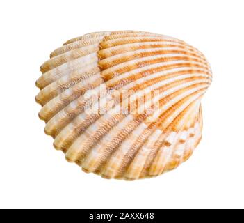 dried shell of cockle cutout on white background Stock Photo