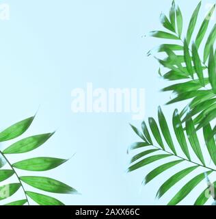 dark green tropical palm leaf on blue background. Stock Photo