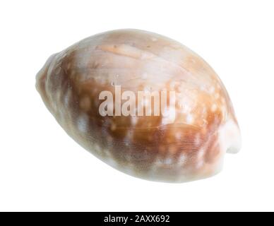 dried shell of cowry cutout on white background Stock Photo