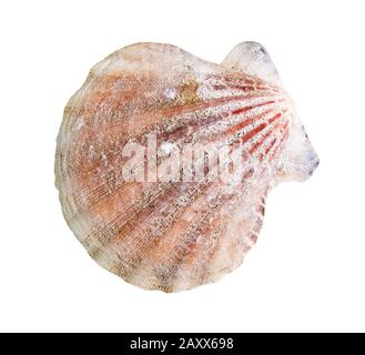 dried shell of scallop cutout on white background Stock Photo
