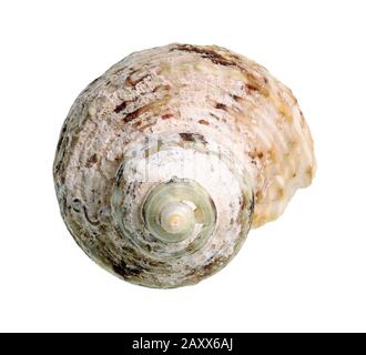 dried conch of whelk mollusk cutout on white background Stock Photo
