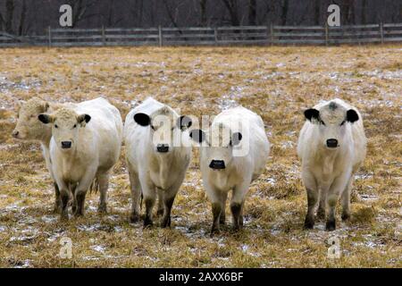 British White Cattle are a rare breed used mainly for beef but also some dairy. It has a confirmed history dating back to the 17th century. Stock Photo