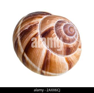 dried shell of escargot snail cutout on white background Stock Photo