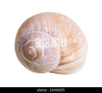 dried shell of land snail cutout on white background Stock Photo