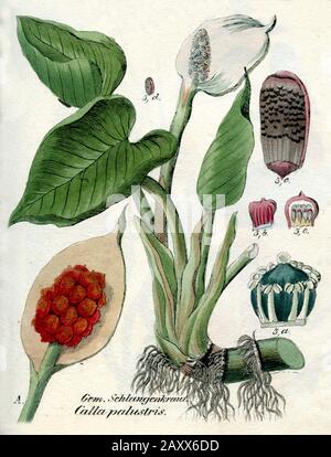 bog arum Calla palustris,  (botany book, 1850) Stock Photo