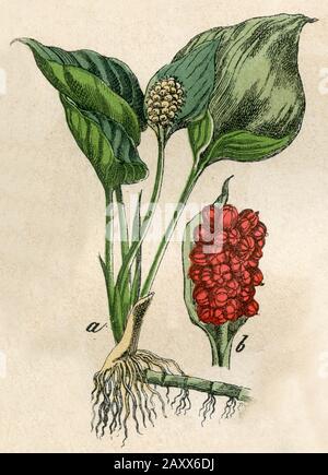 bog arum Calla palustris,  (botany book, 1879) Stock Photo