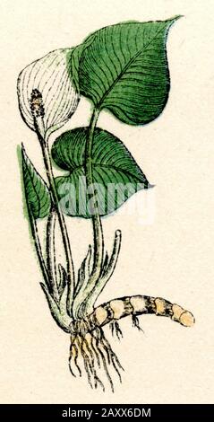 bog arum Calla palustris,  (botany book, 1886) Stock Photo