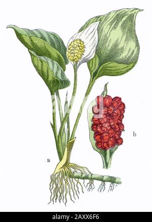 bog arum Calla palustris,  (botany book, 1909) Stock Photo