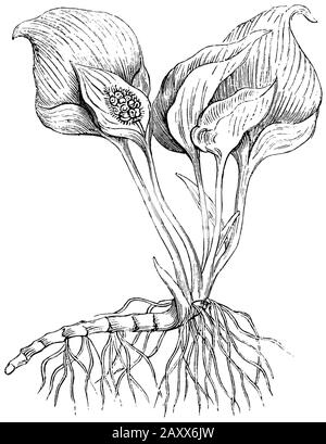 bog arum, Calla palustris,  (encyclopedia, 1893) Stock Photo