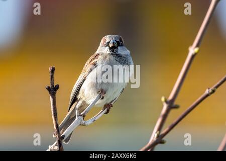 Portrait of a house sparrow (passer domesticus) perching on a branch.