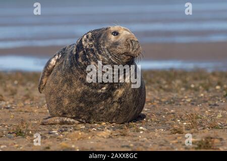 Male Atlantic Grey Seal (Halichoerus grypus) Stock Photo