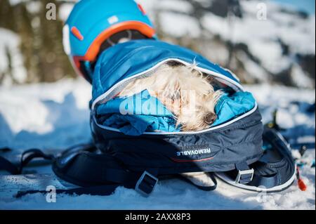 Small maltese dog packed in a hiking backpack Stock Photo