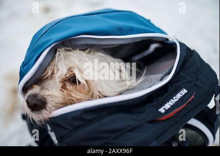 Small maltese dog packed in a hiking backpack Stock Photo
