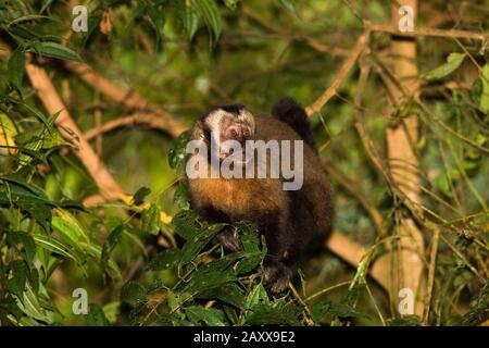 Black Capped Capuchin, cebus apella, Adult standing on Branch, Manu National Park in Peru Stock Photo