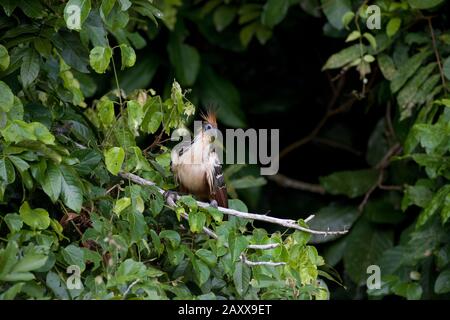 Tree Manu Hoatzin (Opisthocomus hoazin) adult, perched on branch, Tambopata ...