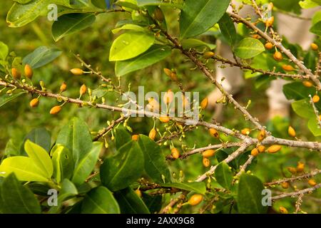 Coca, erythroxylum coca, Leaves for Cocaine production, Peru Stock Photo