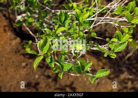 Coca, erythroxylum coca, Leaves for Cocaine production, Peru Stock Photo