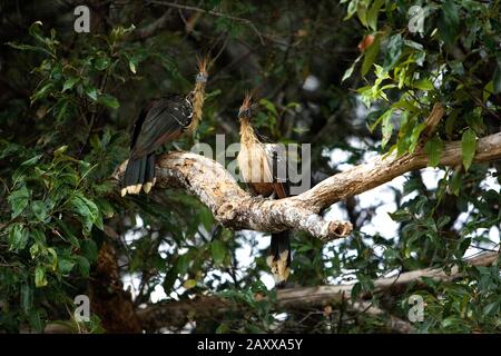 Hoatzin, opisthocomus hoazin, Adults perched in Tree, Los Lianos in Venezuela Stock Photo