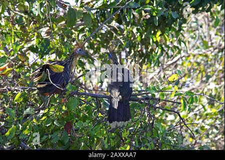 Hoatzin, opisthocomus hoazin, Adults perched in Tree, Los Lianos in Venezuela Stock Photo