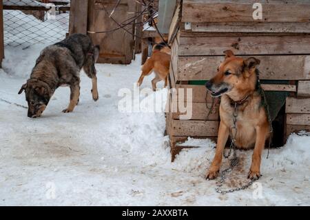 A large beautiful red and gray dogs on a chain next to a doghouse in a shelter for homeless dogs. The ground is covered with snow. Small funny dog in Stock Photo