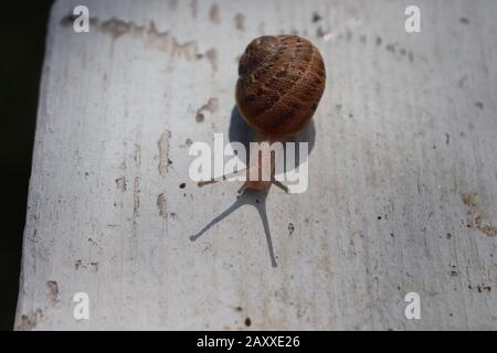 lonely brown snail on white wood in a small garden. Stock Photo