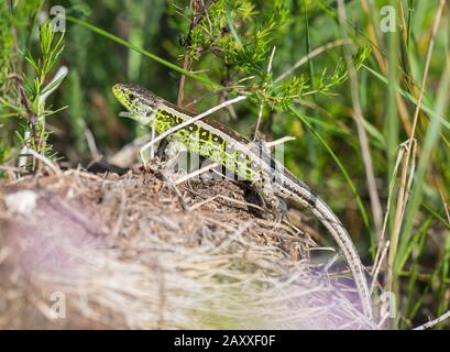 Male Sand Lizard (Lacerta agilis) basking in Hungary, Europe Stock Photo