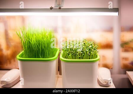 growing plants in a smart hidden form with artificial led lighting. spectrum fitolampy for seedlings and growing plants. Stock Photo