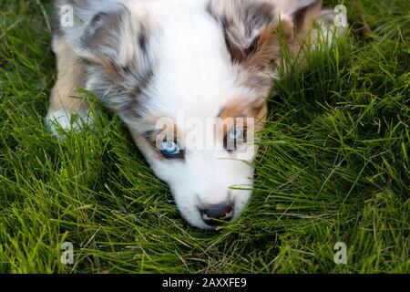 Australian Shepherd puppy with blue eyes, laying in the grass. Stock Photo