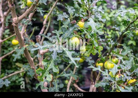 Green fruit plant with thorned branches and green/yellow fruits. Backdrop style with different depths of field shot in natural light. Stock Photo