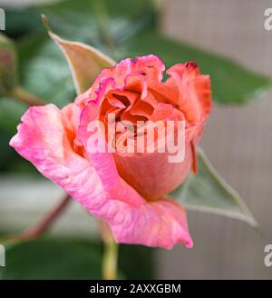Salmon coloured opening rose bud Stock Photo
