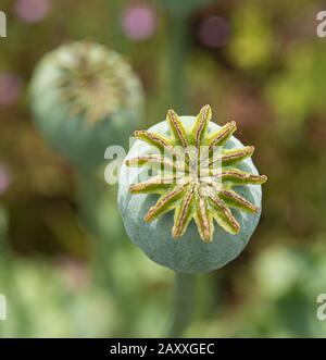 Opium poppy seed heads Stock Photo