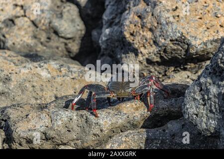 Red rock crab - Grapsus adscensionis - crawling on dark lava stones to bask in the sun. Southern ocean shore of Tenerife, Canary Islands, Spain. Stock Photo