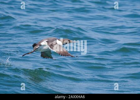 A little guillemot (Uria aalge) skims across the top of the water  after taking off over the sea on a lovely sunny day Stock Photo