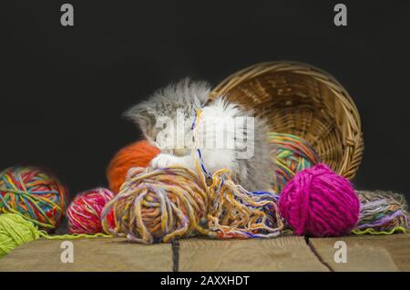 Cute little exotic kitten playing with wool ball. Stock Photo